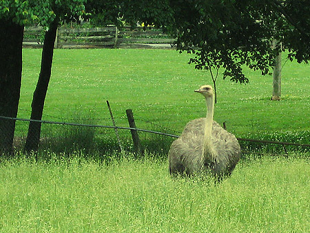 Elegant Emu © 2010 PipesMagazine.com