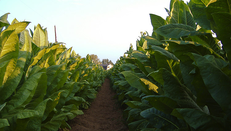Табачные плантации Вирджинии